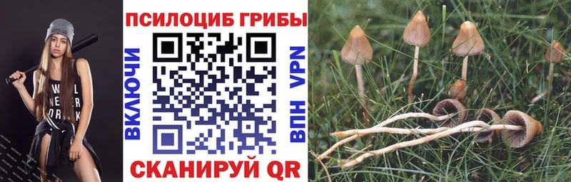 закладка  Злынка  Галлюциногенные грибы Psilocybe 